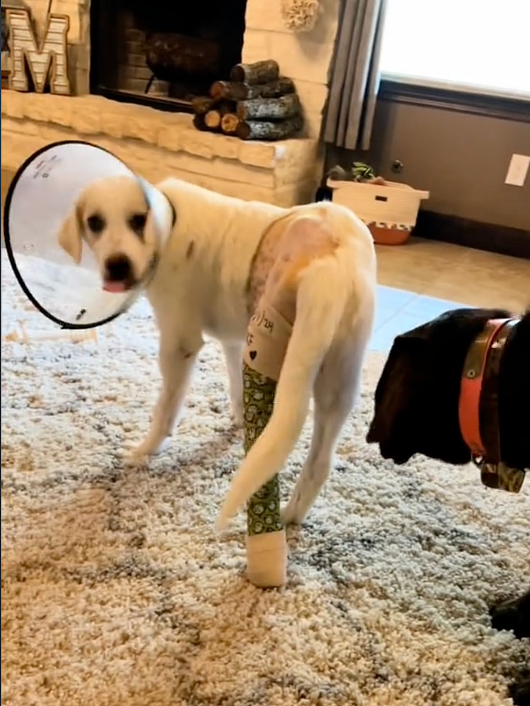 Vet Said Stray Dog’s Leg Needed To Be Amputated—Owner Didn’t Listen. Now He's Running Around Like a Puppy!